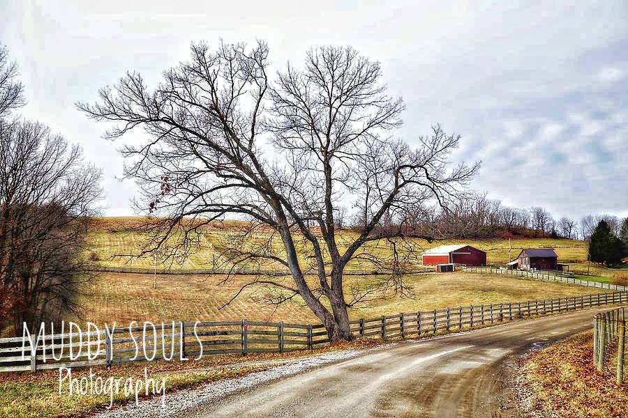 country-scene-with-tree-and-fence-row-anthony-ackerman-01-01